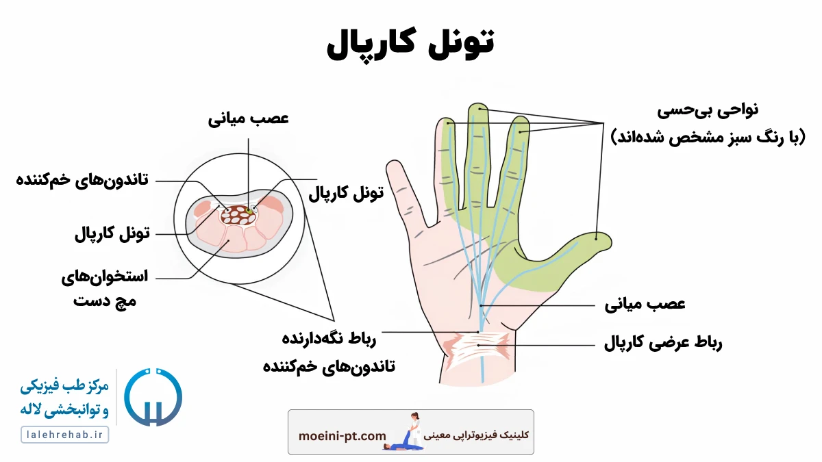 آناتومی تونل کارپال